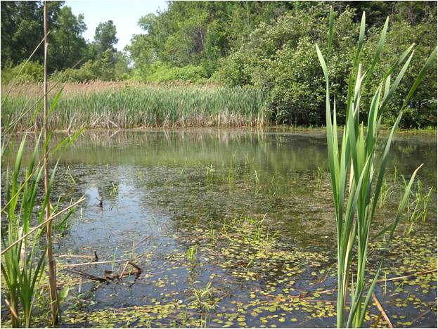 Cartographie des milieux humides