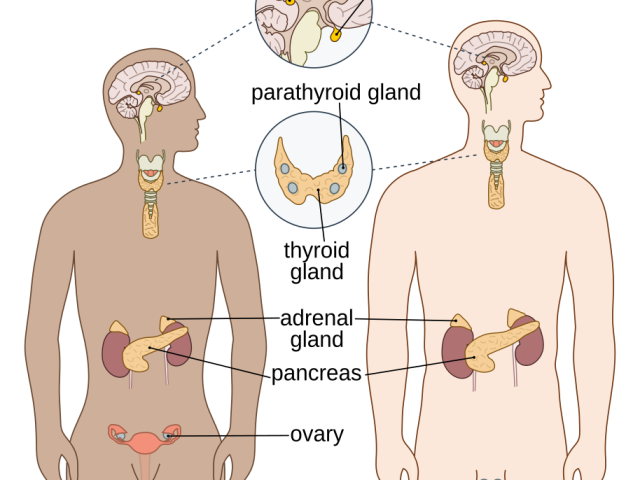 Identifier, reconnaître, quantifier et gérer les perturbateurs endocriniens