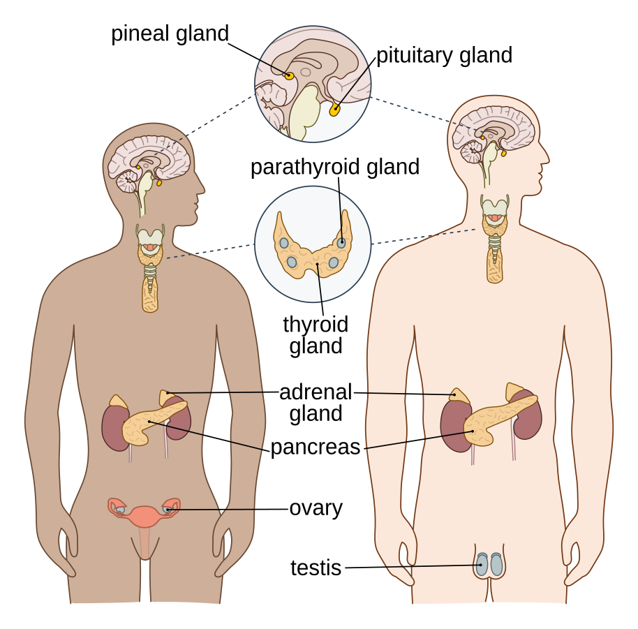 Identifier, reconnaître, quantifier et gérer les perturbateurs endocriniens
