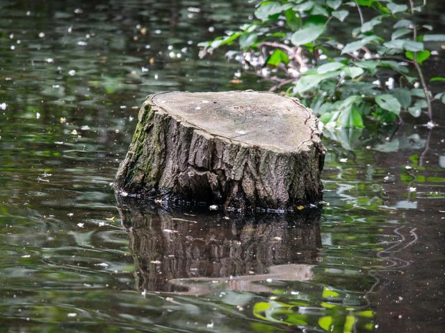 Reconstitution de l'historique des débits et des hauts niveaux d'eau : l'apport de la technique des cernes de crues (flood rings)