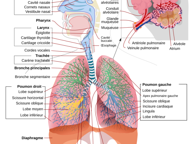 Symptômes respiratoires et ORL suite aux inondations printanières 2019 au Québec